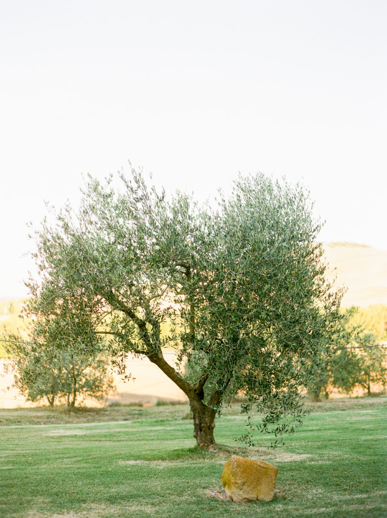 Tree in Italy